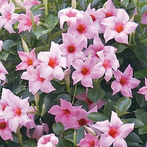 Диплодения Sundaville Cream Pink